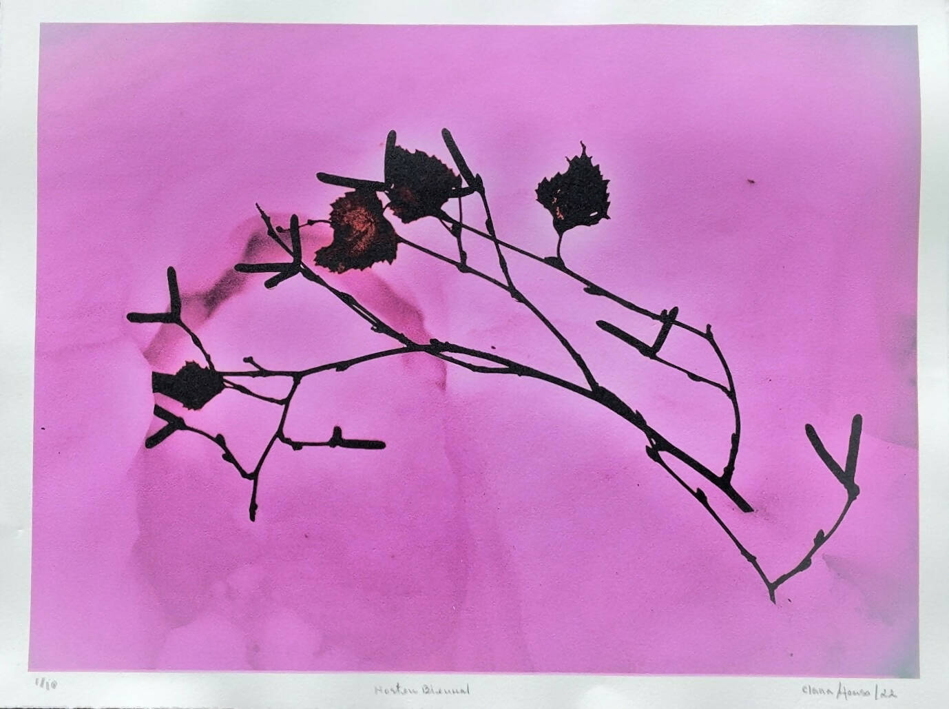 Clara Afonso | P55.ART.